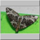 Ecliptopera silaceata - Spanner 01a.jpg